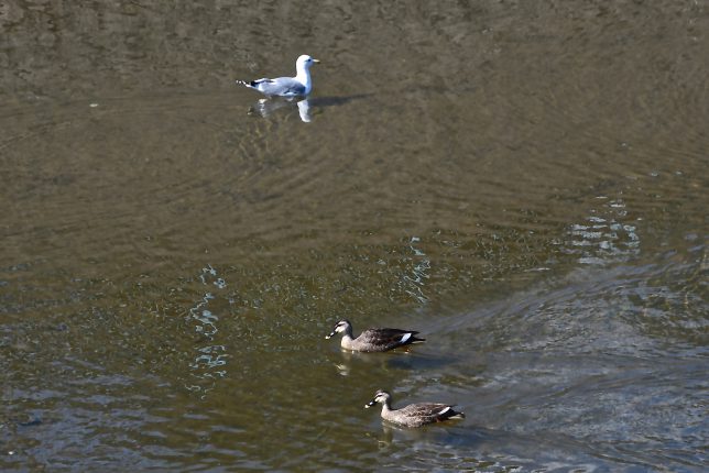 白滝橋下を泳ぐ鴨とウミネコ