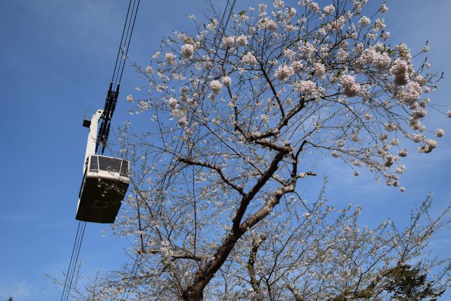 元町配水場の桜