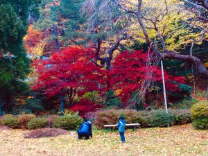 函館八幡宮境内で銀杏拾い