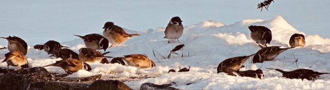 雪の中に顔を埋めて啄む雀たち