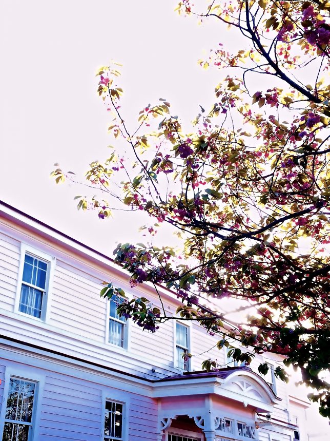 元町の遺愛幼稚園に咲く八重桜