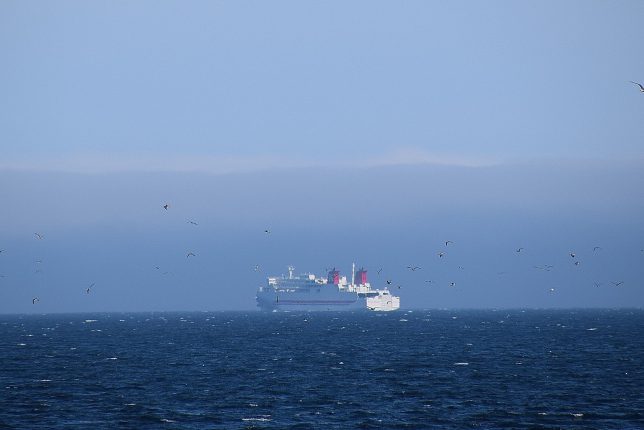 カモメ舞う津軽海峡を航行するフェリー
