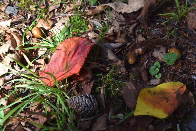 地面にはドングリや松ぼっくりなどが枯葉に混じって落ちていた
