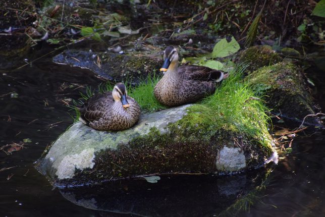 小川の石の上で二羽の鴨がひと休み