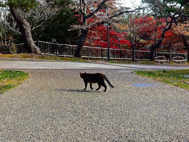 公園をゆっくり散歩する猫