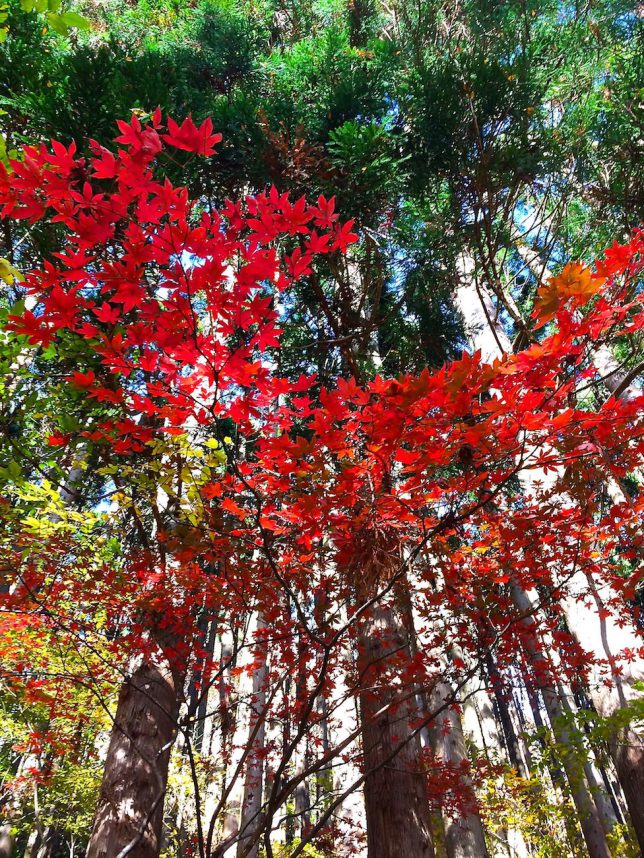 杉木立の紅葉
