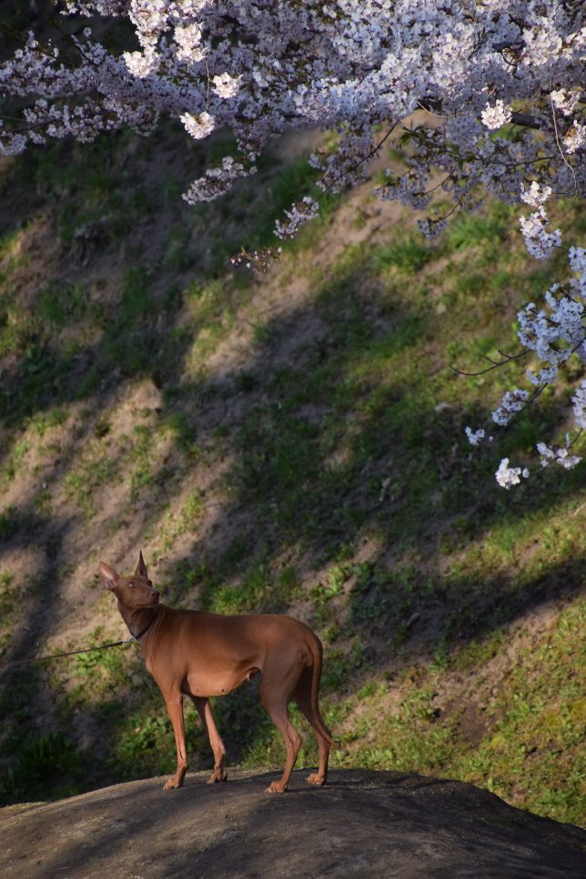 五稜郭公園の桜と犬