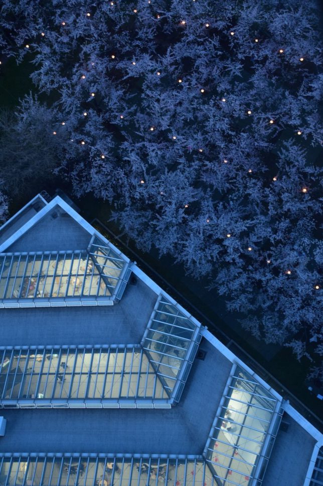 五稜郭公園タワーのアトリウムと夜桜