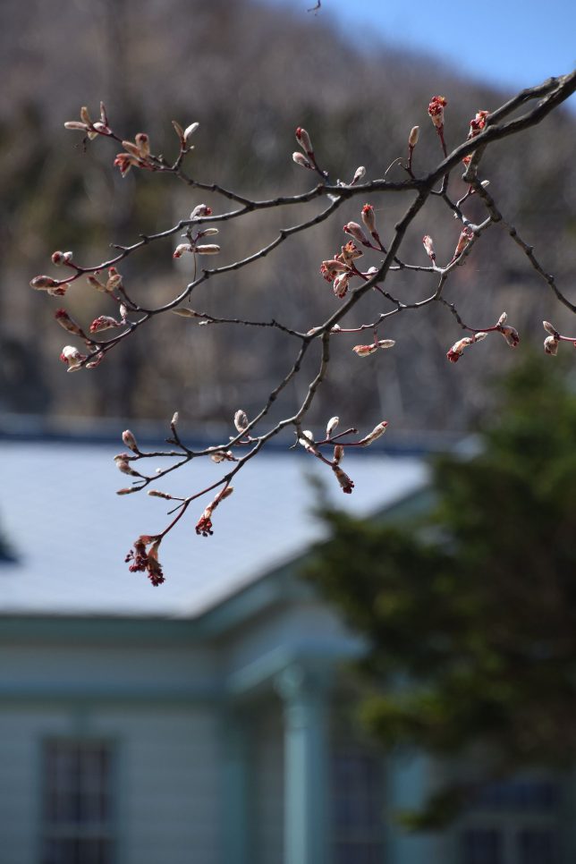 元町公園の桜の芽吹き