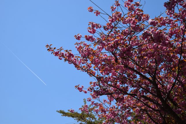 護国神社裏の登山口に咲く八重桜