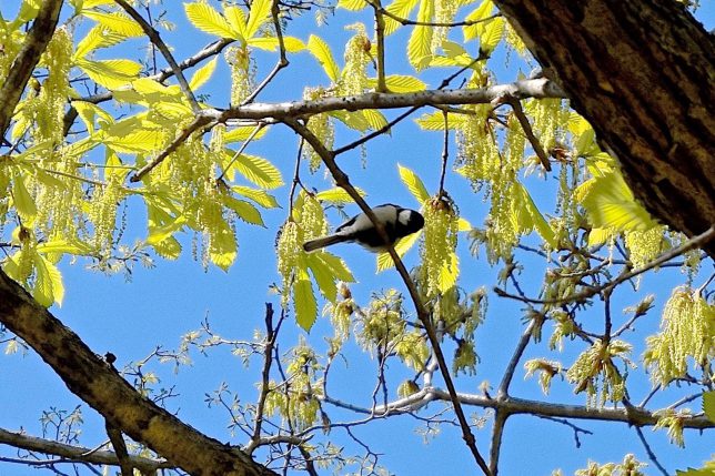 歩き進むと野鳥の鳴き声が聞こえ、見あげるとシジュウカラが木枝に佇んでいた。