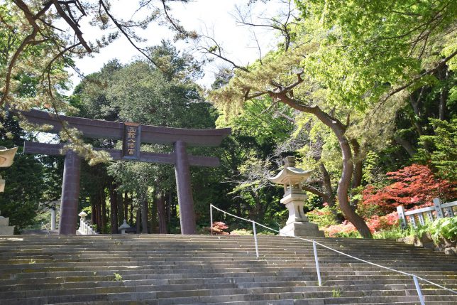 函館八幡宮境内の石段越しにツツジが見えてきた。