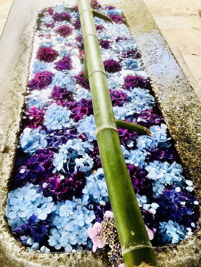 今日は函館八幡宮に寄った。境内の手水鉢には鮮やかな紫陽花が浮かんでいた。夏の盛りにこのような神社の配慮が有り難い。