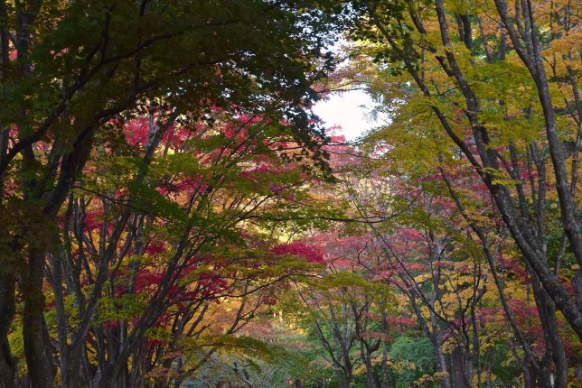 見晴公園の紅葉は見頃でやはり美しい。