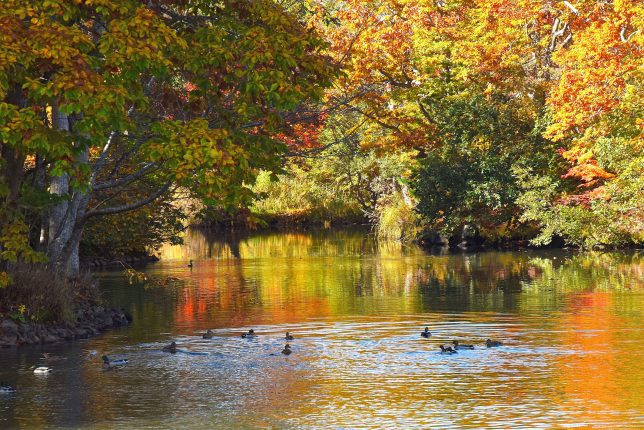 紅葉が映る水面を気持ち良さそうに泳ぐ鴨たち