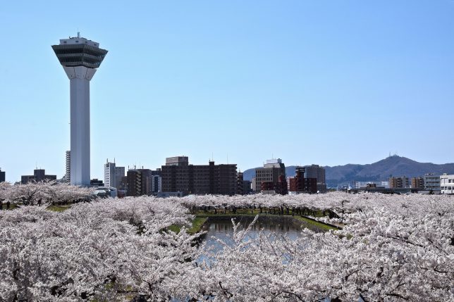 雲海のような桜を通して函館山を見る