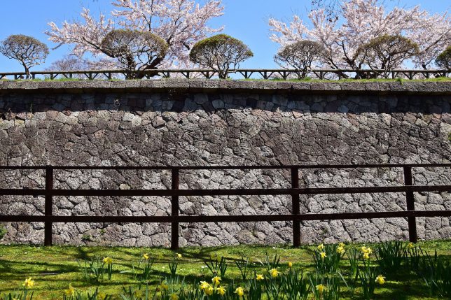 黄色い水仙と石垣と桜の共生