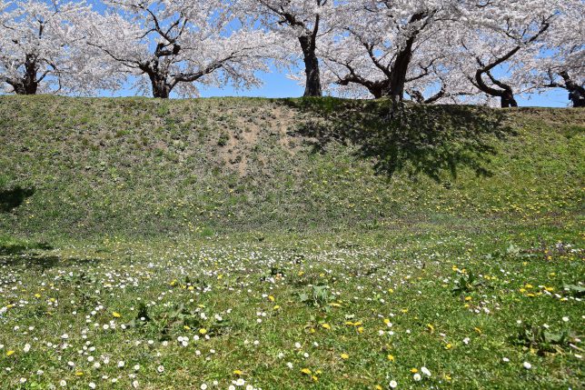 デジーとタンポポと桜の共存が春らしい