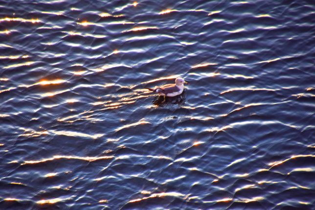 細波に遊ぶ海猫