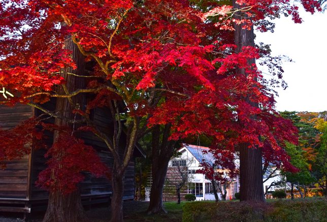 温室前の鮮やかな紅い楓の木