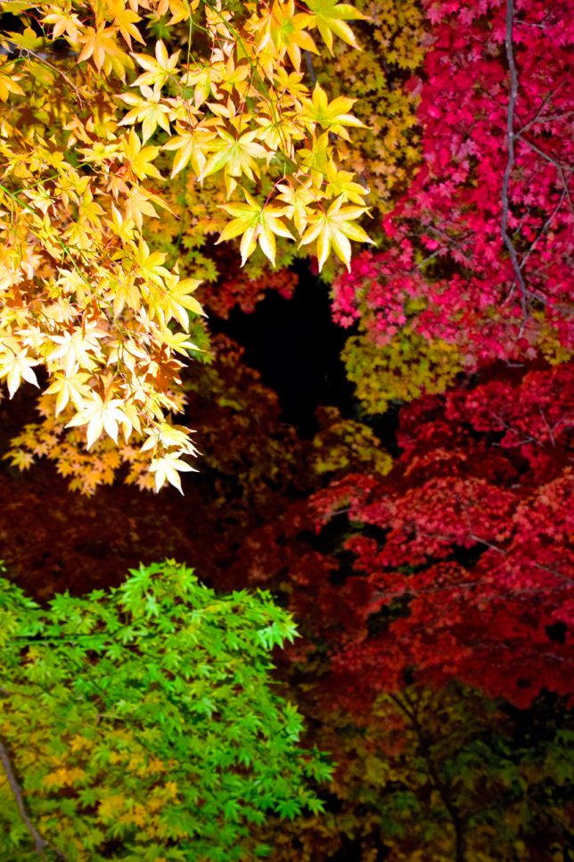 三色の楓の葉の対比が美しく映える。