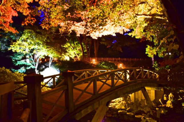 ライトアップされた香雪園の木橋。