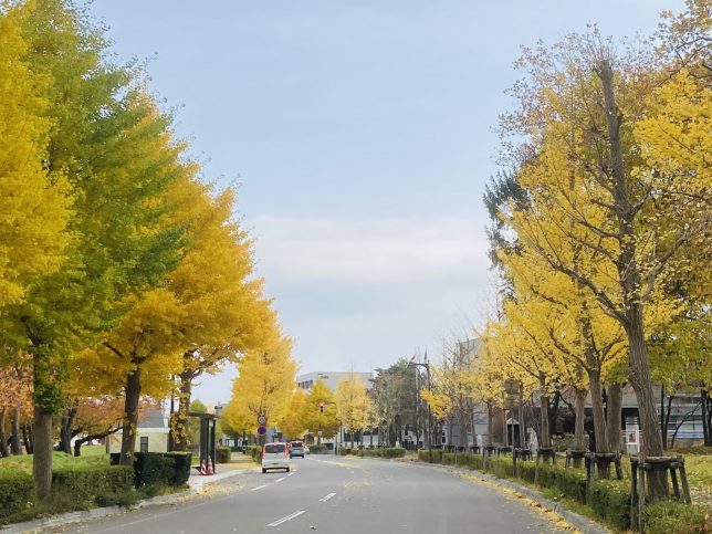 公園と美術館の通り：黄色くなった銀杏並木が眩しいくらいだった。