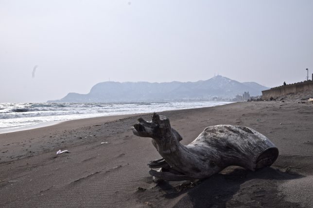 砂浜に面白い形の流木が横たわっていた。函館山はその姿から別名、臥牛山という。流木と臥牛山のシルエットが二重写しに見えた。