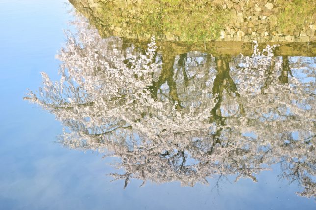 壕の水面に青空と桜が美しく映る。