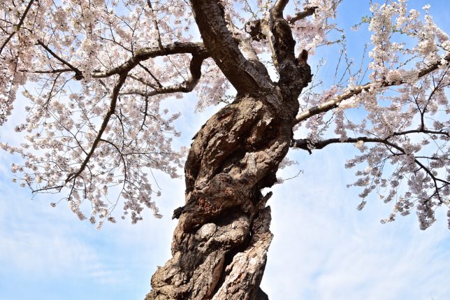 老木だろうか、それでも立派に美しい桜を咲かせている。励まされる思いになる。